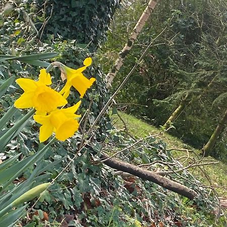 Ballyhoura Mountain Lodges Ballyorgan Eksteriør billede