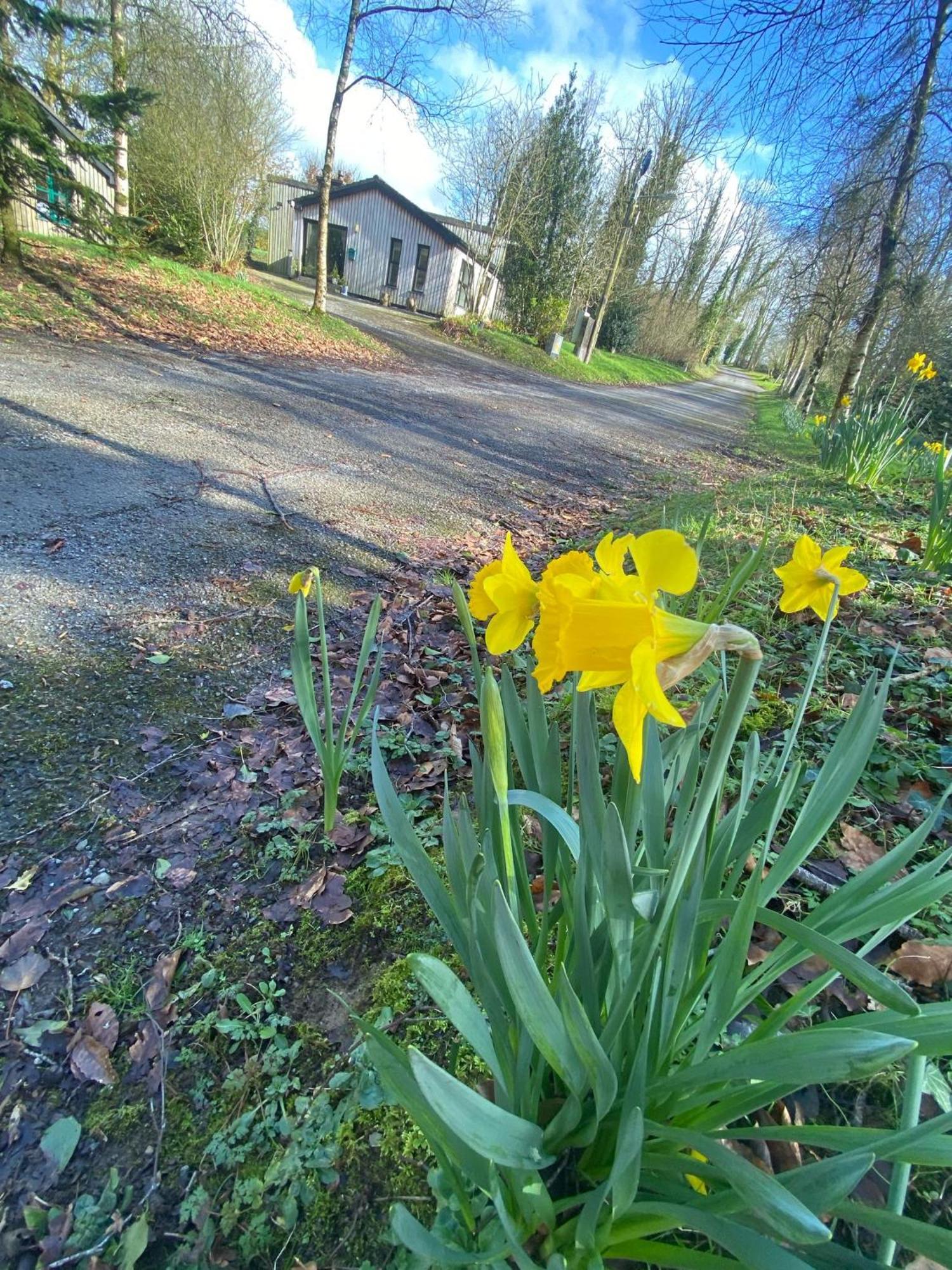 Ballyhoura Mountain Lodges Ballyorgan Eksteriør billede